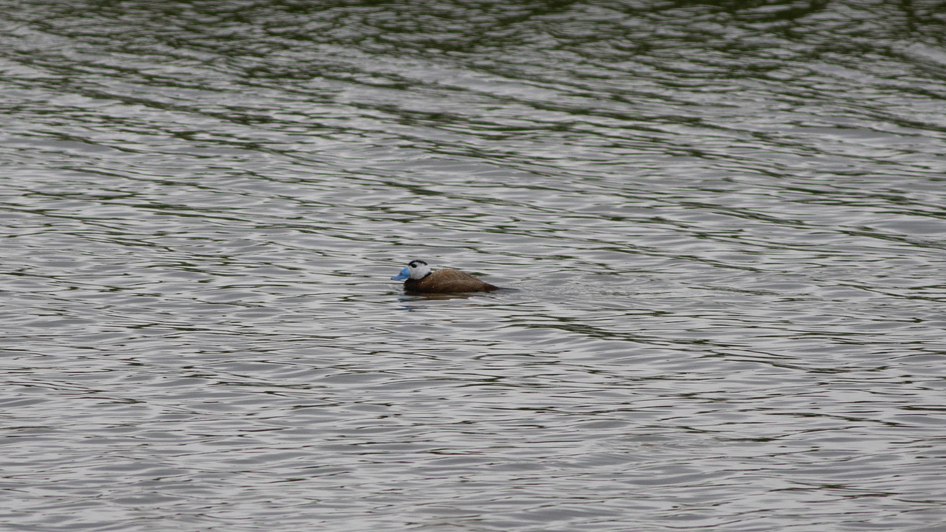 White-headed Duck